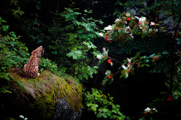 Lynx on his rock