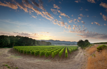 Fototapeta na wymiar Processing and care of the vineyards