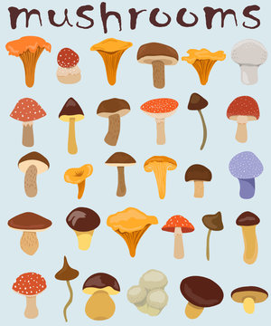 mushrooms set