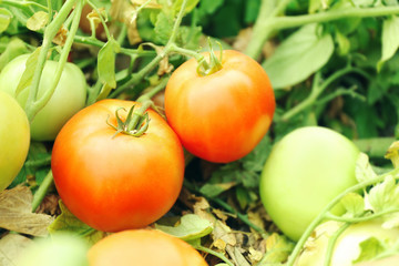 Natural tomatoes growing on a branch in garden
