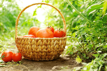 Freshly picked tomatoes in a basket on natural background