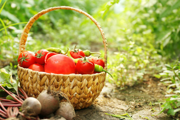 Freshly picked beetroots and tomatoes in a basket on natural background