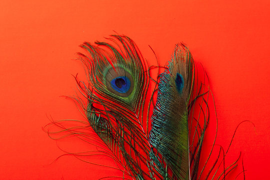 “Turkey Feathers” Images – Browse 308 Stock Photos, Vectors, and Video