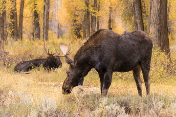 Bull and Cow Moose in rut