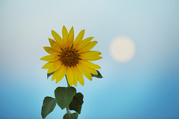 Beautiful sunflower on sunset sky background