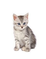 Little Gray Kitten isolated on white