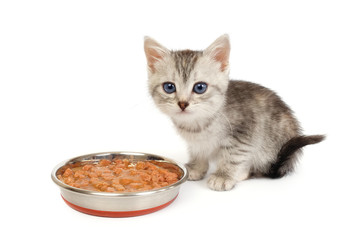 Kitten near a bowl with food isolated on white