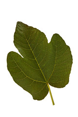 fig tree leaf