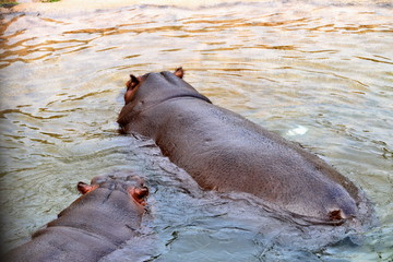 a hippo with her puppy