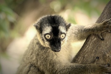 Lemur Portrait On Madagascar Island