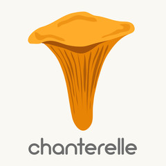 chanterelle mushroom. vector illustration