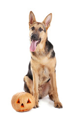 Cute shepherd dog with Halloween pumpkin on white background