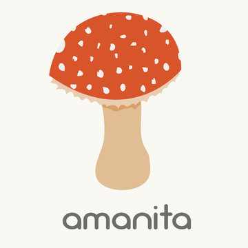 amanita mushroom. vector illustration