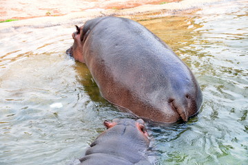 Fototapeta premium a hippo with her puppy
