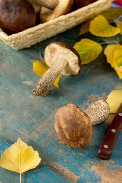 Brown cap boletus mushroom picking, autumn leaves of birch and m