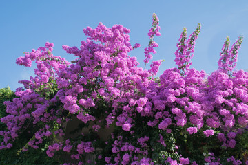 Orebic,Bougainvillea, flood of violet flowers, peninsula Peljesac, Croatia