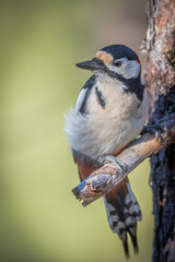 Fototapeta premium Spotted Woodpecker