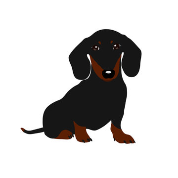 Dachshund dog. Cute puppy on a white background.