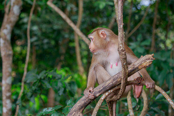 Monkey looking to the right.