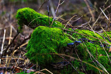 Oostvaardersplassen in Holland
