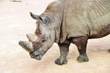 a standing rhino