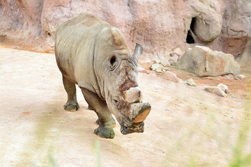 Obraz premium rinoceronte in posa in piedi