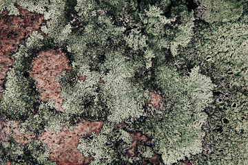  Green lichen on pink granite stone. Abstract natural background. Tundra.