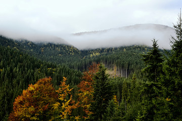 Autumn in Carpathians, Ukraine