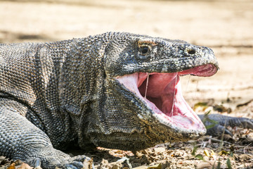 Naklejka premium The Komodo dragon