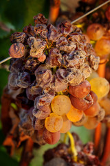 Processing and care of the vineyards of liqueur wines