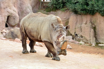 Obraz premium a standing rhino