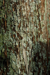 Obraz premium The trunk of an old cypress