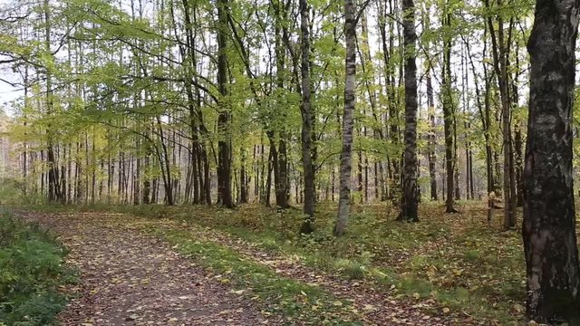 Прогулка по дорожке лесопарка тихим осенним днём