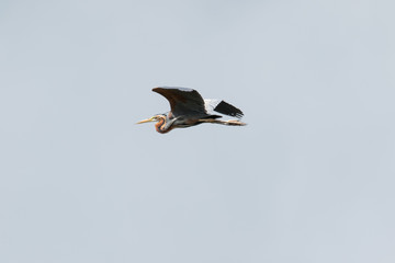 Purple Heron in Flight