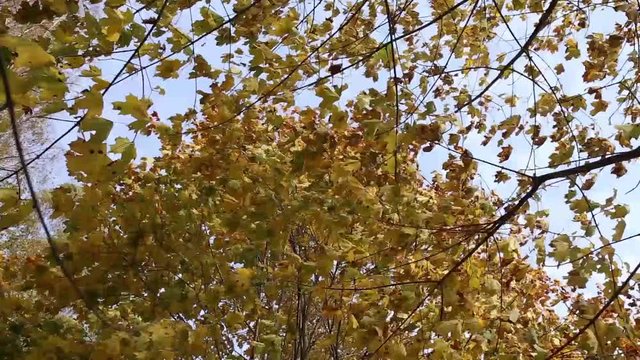 Ветер качает ветви клёна с жёлтыми листьями в осеннем лесу