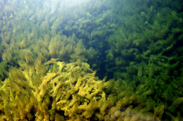 Algae on the river bottom