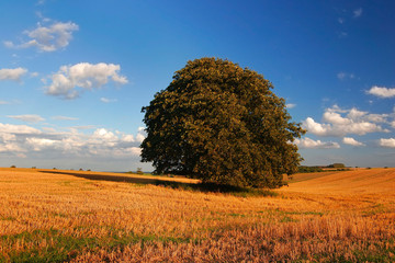 Spätsommerlandschaft im Abendlicht, Großer Kastanienbaum im Stoppelfeld 