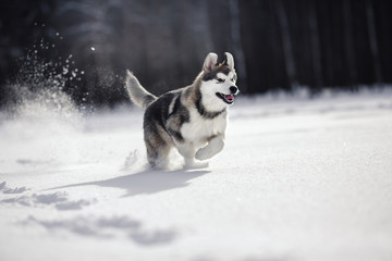 Dog breed Siberian Husky running on a snowy © Anna Averianova
