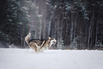 Fototapeta na wymiar Dog breed Siberian Husky running on a snowy