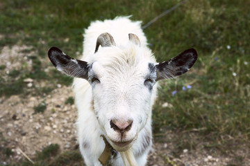 Heppy white goat