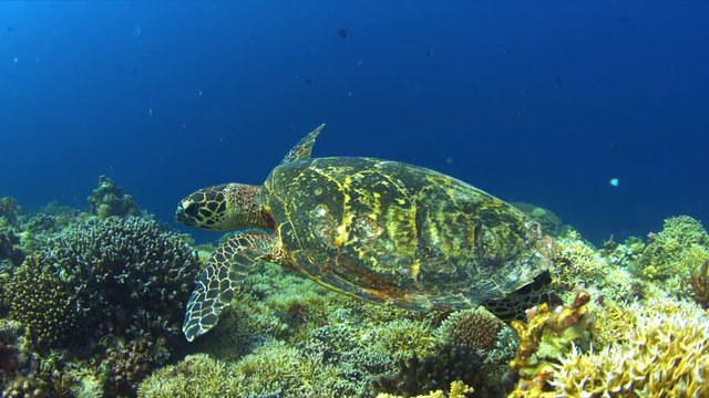 Hawksbill turtle on a Coral reef. 4k footage