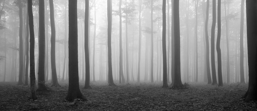Fototapeta Forest of Beech Trees in Autumn, Fog and Rain, Black and White