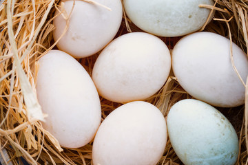 Duck eggs nest, spring Easter symbol.