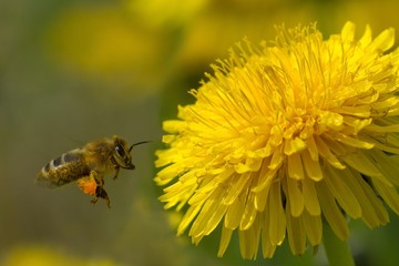 bee on a yellow dandelion 7
