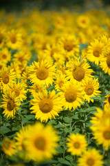 receding sunflowers