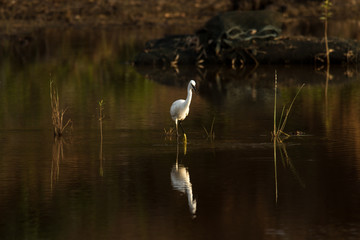 Egret And Reflection