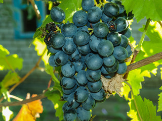 Ripe bunch of blue grapes in the shade of grape leaves