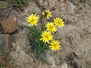 Modest yellow flowers meadow salsify made their way to the harsh rocky soil
