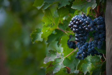Fototapeta premium Processing and care of the vineyards