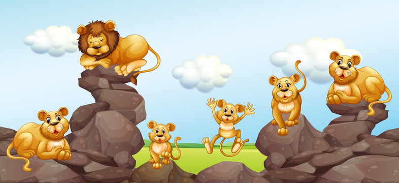 Lion family in the field